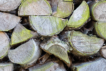 Image showing Wood pile turning green