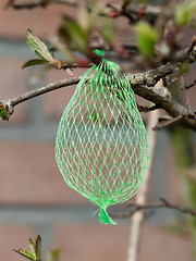 Image showing Tallow bird food (empty net) 