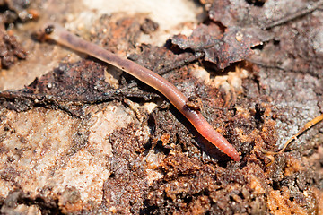 Image showing Earthworms on a piece of wood, selective focus