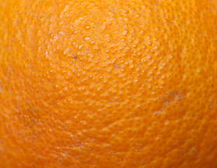 Image showing Orange fruit (Citrus)