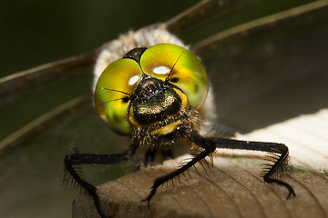 Image showing dragon fly