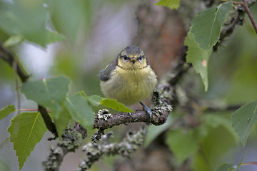 Image showing young blue tit