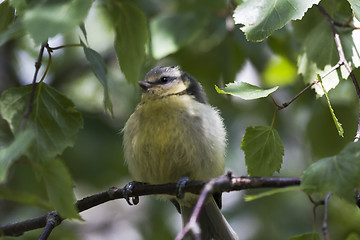 Image showing blue tit chick