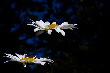 Image showing daisies