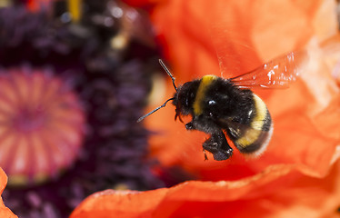 Image showing buzzing