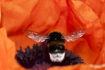 Image showing bumble bee 
