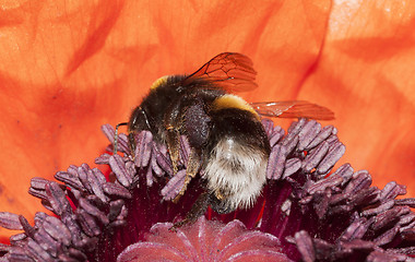 Image showing bumble bee 