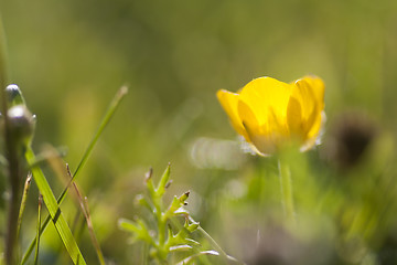 Image showing buttercup