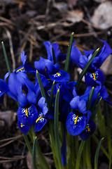 Image showing blue iris