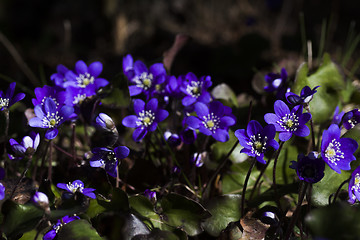 Image showing blue anemones