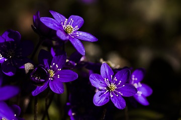 Image showing blue anemones