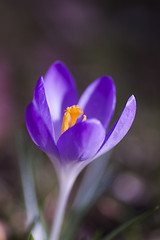 Image showing crocus