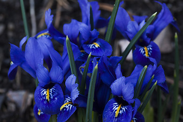 Image showing iris