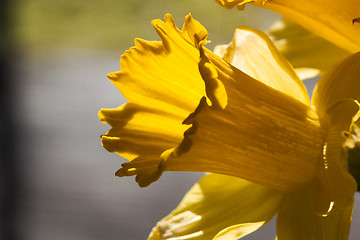 Image showing golden daffodil