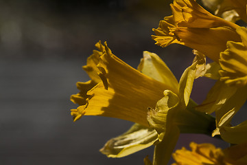 Image showing golden daffodil