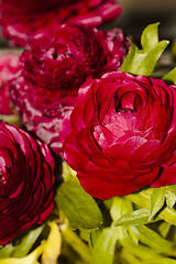 Image showing persian buttercup