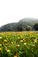 Image showing Flowers landscape