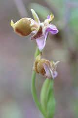 Image showing Bishops orchid on Crete