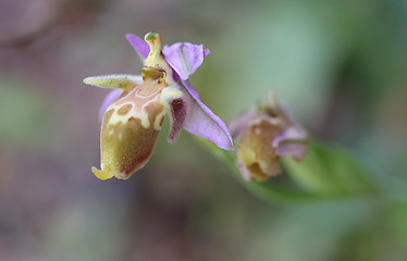 Image showing Bishops orchid on Crete