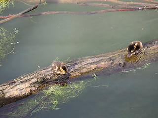 Image showing Baby duck birds