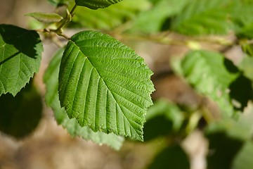 Image showing Fresh Green Leaves