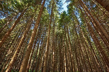 Image showing Forest of Pines