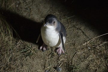 Image showing Little Blue Penguin