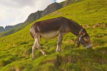 Image showing Grazing Donkey i