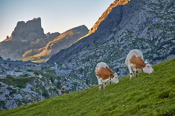 Image showing Cows grazing on the hillside