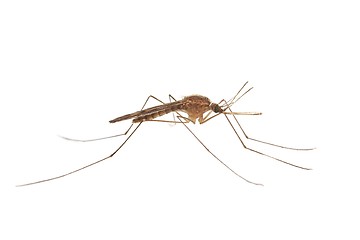 Image showing Mosquito on white surface