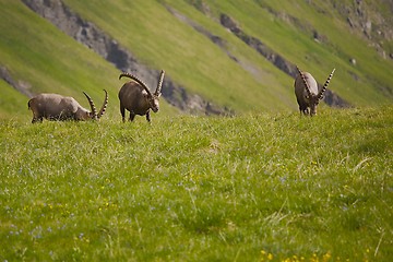 Image showing Alpine Ibex Grazing