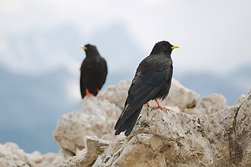 Image showing Crows on the Mountain