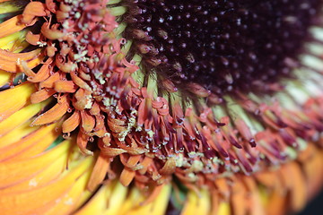 Image showing  gerbera floral abstract background