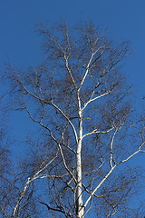 Image showing  birch tree without leaves spring