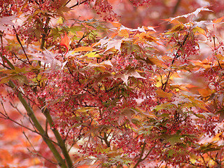 Image showing Red maple acer tree