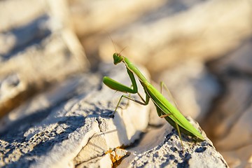 Image showing Praying Mantis on rocks