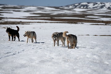 Image showing Siberian Husky in snow