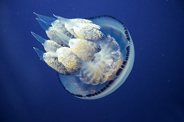 Image showing Jellyfish Underwater moving around