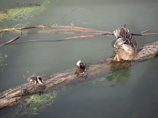 Image showing Baby duck birds