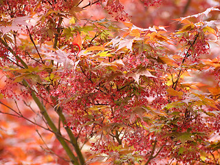 Image showing Red maple acer tree