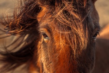Image showing Brown horse closeup