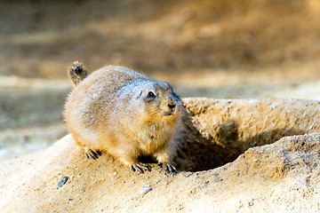 Image showing Black-tailed prairie dog