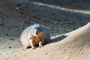 Image showing Black-tailed prairie dog