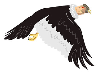 Image showing Andean condor in flight