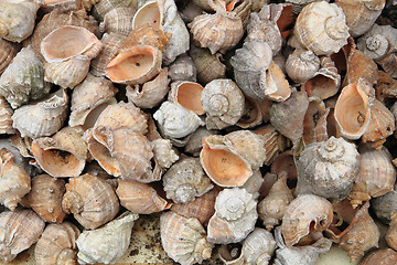 Image showing bulgarian sea shells