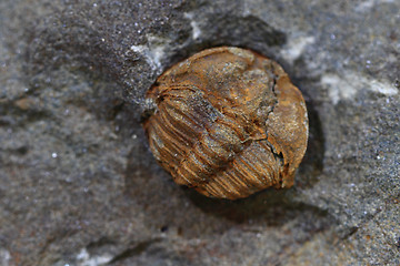 Image showing trilobite fossil background