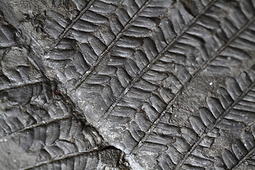 Image showing old fern fossil