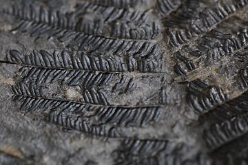 Image showing old fern fossil