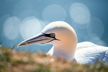 Image showing northern gannet sitting on the nest