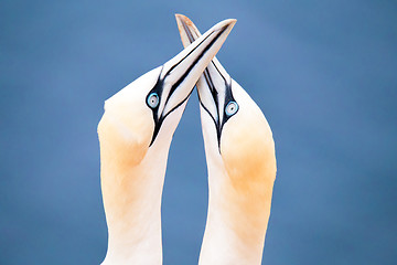 Image showing northern gannet, birds in love